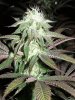 grape inferno mid flower (3).JPG