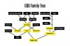CBD-HighTimes_FamilyTree.jpg