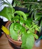 2018-01-19_comfrey-chili-pot.JPG