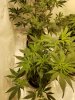 Liberty Haze 1.jpg