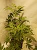 liberty haze 2.jpg