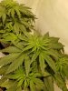 Critical Kush 1.jpg