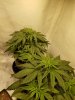 critical kush 2.jpg