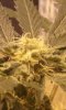 20180124_011455.jpg 20180124_011455.jpg