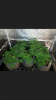 Screenshot_20180124-203300.png