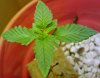 Bud 040209.jpg
