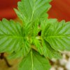 bud 040209-2.jpg