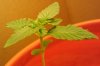 bud 040209-3.jpg