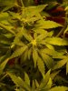 Thursday_040209_003.jpg