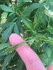 B0EA93A6-D0D1-4322-A785-6955706D6245.jpeg