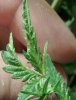 new-twisted-fern-like-growth-on-marijuana-from-mosaic-virus.jpg