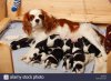 cavalier-king-charles-spaniel-bitch-nursing-puppies-blenheim-tricolour-EDPE55.jpg
