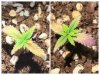 IMG_1744-COLLAGE.jpg