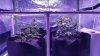 SCROG 3.jpg