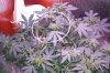 Sour Diesel (Close Up).JPG