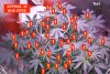 Sour Diesel (Approx Bud Sites).JPG