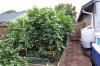 Raised Bed 8-31-15.JPG