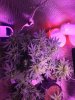 Sour Diesel Auto in Flowering.JPG Sour Diesel Auto in Flowering.JPG