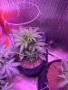 Critical Plus Photo #1 (start of week 3 Veg).JPG Critical Plus Photo #1 (start of week 3 Veg).JPG