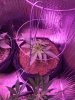 Critical Plus Photo #2 (start of week 2 Veg).JPG Critical Plus Photo #2 (start of week 2 Veg).JPG