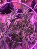 Dark Devil Auto in Flowering.JPG Dark Devil Auto in Flowering.JPG