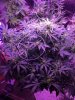 Sour Diesel in Flower - 1.jpg