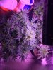 Sour Diesel in Flower - 2.jpg