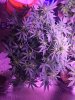 Sour Diesel in Flower - 3.jpg