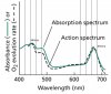 absorptionAndActionSpectra.jpg
