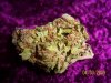 purple urkle hydro 011.jpg