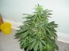 17 days flowering (no2).jpg