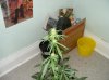 23 days flowering no3 close up.jpg