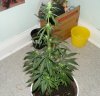 23 days flowering (no3).jpg