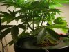 plant 1.JPG
