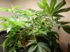 plant 2.JPG