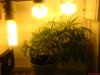 DSC00970.jpg