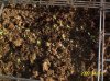 Worm Farm Babies.jpg