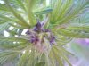 purp male or fem003.jpg