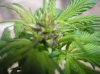 purp male or fem007.jpg