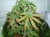 plant A pic 2.jpg