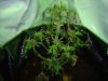 plant B pic 1.jpg