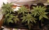 Blue Dragon breeders pic1 -2-15-2018.jpg