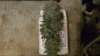 a bud compared to 250ml AN fert container.JPG