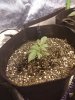 IMG_20180219_024729.jpg