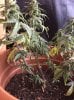plant 2.JPG plant 2.JPG