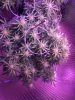 Sour Diesel Auto.JPG