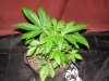 dominion skunk day 36 (2).JPG dominion skunk day 36 (2).JPG