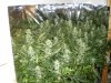 SCROG.jpg