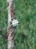 little spider.jpg