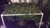 scrog1p.jpg